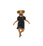 [アレンジ用]ハロウィンコスプレの犬1（個別スタンプ：1）