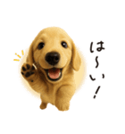毎年使える♪ダックスの日常フレーズ（個別スタンプ：2）