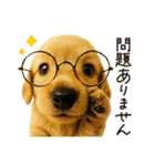 毎年使える♪ダックスの日常フレーズ（個別スタンプ：3）