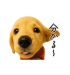 毎年使える♪ダックスの日常フレーズ（個別スタンプ：7）