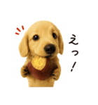 毎年使える♪ダックスの日常フレーズ（個別スタンプ：10）