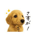 毎年使える♪ダックスの日常フレーズ（個別スタンプ：11）