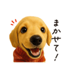 毎年使える♪ダックスの日常フレーズ（個別スタンプ：12）