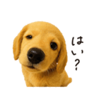 毎年使える♪ダックスの日常フレーズ（個別スタンプ：16）