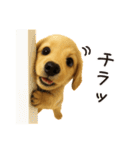 毎年使える♪ダックスの日常フレーズ（個別スタンプ：24）