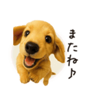 毎年使える♪ダックスの日常フレーズ（個別スタンプ：30）
