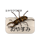 集まれ！日本のクワガタ1（個別スタンプ：24）