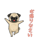 [お帰りなさい専用]パグ（個別スタンプ：7）