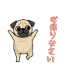 [お帰りなさい専用]パグ（個別スタンプ：12）