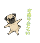 [お帰りなさい専用]パグ（個別スタンプ：16）