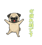 [お疲れ様です専用]パグ（個別スタンプ：15）