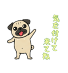 [気を付けて来てね専用]パグパグ（個別スタンプ：1）