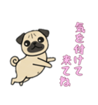 [気を付けて来てね専用]パグパグ（個別スタンプ：3）