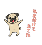 [気を付けて来てね専用]パグパグ（個別スタンプ：12）