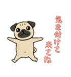 [気を付けて来てね専用]パグパグ（個別スタンプ：13）