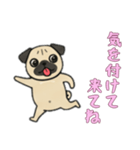 [気を付けて来てね専用]パグパグ（個別スタンプ：14）