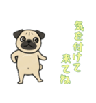 [気を付けて来てね専用]パグパグ（個別スタンプ：16）