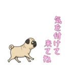 [気を付けて来てね専用]パグ（個別スタンプ：3）
