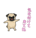 [気を付けて来てね専用]パグ（個別スタンプ：7）