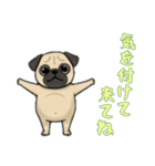 [気を付けて来てね専用]パグ（個別スタンプ：9）