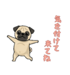[気を付けて来てね専用]パグ（個別スタンプ：10）