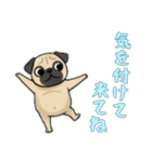 [気を付けて来てね専用]パグ（個別スタンプ：12）