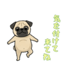 [気を付けて来てね専用]パグ（個別スタンプ：13）