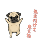 [気を付けて来てね専用]パグ（個別スタンプ：14）