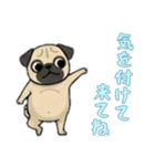 [気を付けて来てね専用]パグ（個別スタンプ：16）