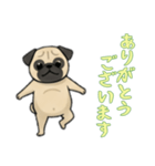 [ありがとうございます専用]パグ（個別スタンプ：3）