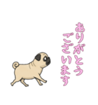 [ありがとうございます専用]パグ（個別スタンプ：13）