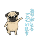 [ありがとうございます専用]パグ（個別スタンプ：14）