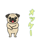 [オッケー専用]パグパグ（個別スタンプ：16）