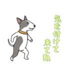 [気を付けて来てね専用]ブルテリア（個別スタンプ：1）