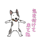 [気を付けて来てね専用]ブルテリア（個別スタンプ：3）