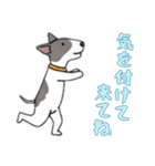 [気を付けて来てね専用]ブルテリア（個別スタンプ：4）