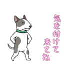 [気を付けて来てね専用]ブルテリア（個別スタンプ：11）
