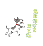 [気を付けて来てね専用]ブルテリア（個別スタンプ：13）