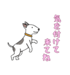 [気を付けて来てね専用]ブルテリア（個別スタンプ：15）