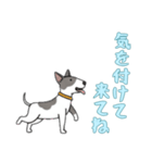 [気を付けて来てね専用]ブルテリア（個別スタンプ：16）