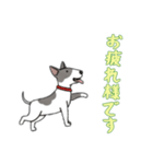 [お疲れ様です専用]ブルテリア（個別スタンプ：3）