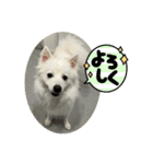 日本スピッツ クウちゃん②（個別スタンプ：4）