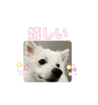 日本スピッツ クウちゃん②（個別スタンプ：7）