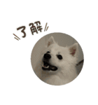 日本スピッツ クウちゃん②（個別スタンプ：10）