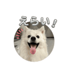 日本スピッツ クウちゃん②（個別スタンプ：13）