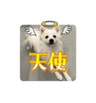 日本スピッツ クウちゃん②（個別スタンプ：16）