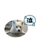 日本スピッツ クウちゃん②（個別スタンプ：25）