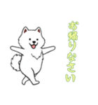 [お帰りなさい専用]サモエド（個別スタンプ：1）