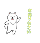 [お帰りなさい専用]サモエド（個別スタンプ：3）