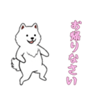 [お帰りなさい専用]サモエド（個別スタンプ：5）
